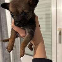 Rory, chienne à adopter