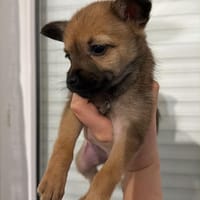 Billie, chienne à adopter