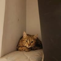 lea, chatte à adopter