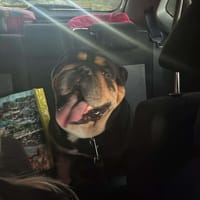 Sniper, chien à adopter