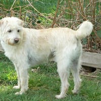 Shiro, chien à adopter