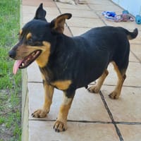 DUSKY, chienne à adopter