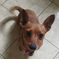 DOUCHKA, chienne à adopter