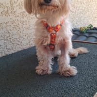 TENSHI, chienne à adopter