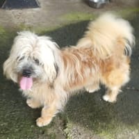 SUNKA, chien à adopter