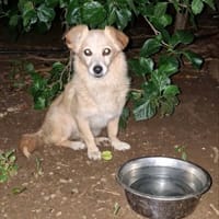 KAWA, chienne à adopter