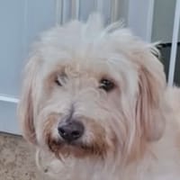 TENSHI, chienne à adopter