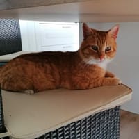 CRAMELO, chat à adopter