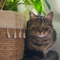 Aribo, chatte à adopter