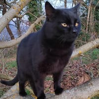 BOOBA, chat à adopter