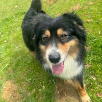 RUBIS, chienne à adopter