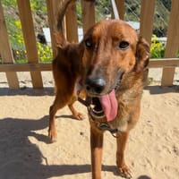 MALY (Los Reyes), chien à adopter