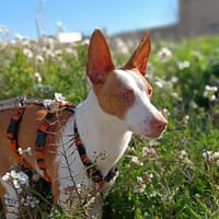 MIA (Animalea), chienne à adopter