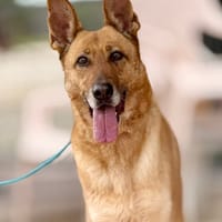 MONICA (Maria), chienne à adopter