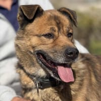 MURRAY (Maria), chien à adopter