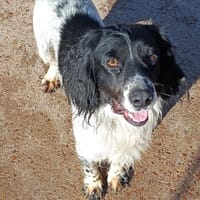 PISTO  (Puertollano), chien à adopter