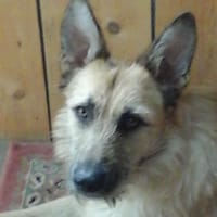 JALA, chienne à adopter