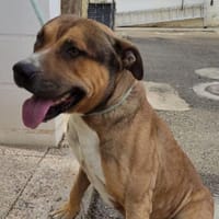 YEY (Maria), chien à adopter