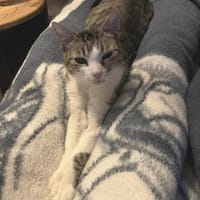 Schmusetigerchen Lotti, Katze zur Adoption