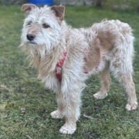 TEO SUCHT EIN RUHIGES ZUHAUSE, Hund zur Adoption