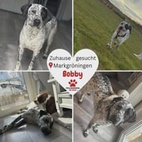 Herzenshund Bobby sucht Familie, Hund zur Adoption