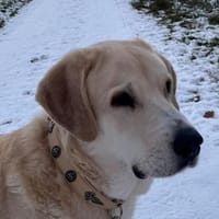 Gandalf, Hund zur Adoption