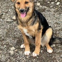 Max sucht ein schönes Zuhause, Hündin zur Adoption