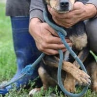 Tim - zutraulicher, kleiner Rüde, Hund zur Adoption