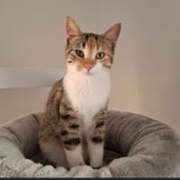 Jade - entzückende Schmusekatze > Video, Katze zur Adoption