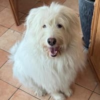 Ice Mioritic Mix,Trennungshund Abgabe, Hund zur Adoption