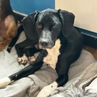 JECKI - sucht seinen Neuanfang, Hund zur Adoption