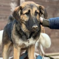 SISSY - verspielt und menschenbezogen, Hündin zur Adoption