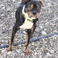 Kent, Hund zur Adoption