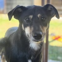 Solana ist eine sanfte Hündin 🐾, Hündin zur Adoption