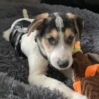 Lollypop wartet auf dich!, Hündin zur Adoption