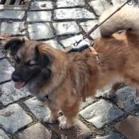 Wer schenkt Pearl ein Körbchen?, Hündin zur Adoption