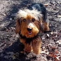 Karesz möchte endlich ankommen, Hund zur Adoption