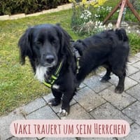 Lieber Rüde Vaki in Oberbayern, Hund zur Adoption
