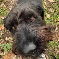 Kor, Riesenschnauzer (geb. 05/2018), Hund zur Adoption