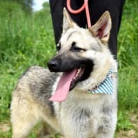 Eugen ist ab März auf PS bei HH!, Hund zur Adoption