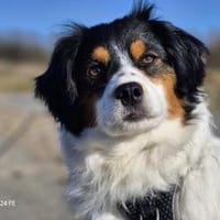 Brioche - sanft und besonders, Hündin zur Adoption