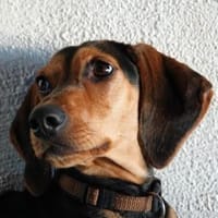 Solen, geb. ca. 04/2025, 79733 Görwihl, Hündin zur Adoption