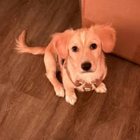 Unglücksrabe Kuma sucht wieder, Hund zur Adoption