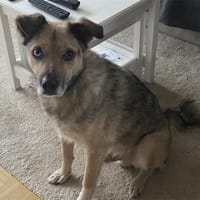 Spencer  wartet in 56379 Oberwies, Hund zur Adoption