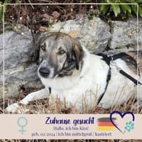 Kira - Lebensfreude auf vier Pfoten, Hündin zur Adoption