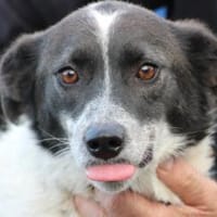 Mirona - sehr zutraulich u. verspielt, Hündin zur Adoption