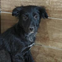 Julesucht ihre Menschen 🐾, Hündin zur Adoption