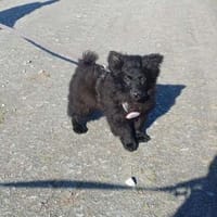 🐾 Carlos sucht sein Zuhause 🐾, Hund zur Adoption