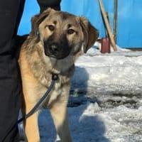 Annabell sucht eine aktive Familie, Hündin zur Adoption