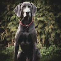 Aramis, stattlicher Weimaranerrüde, Hund zur Adoption